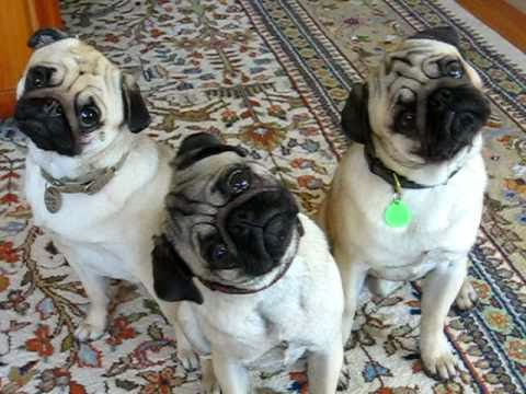 Pugs